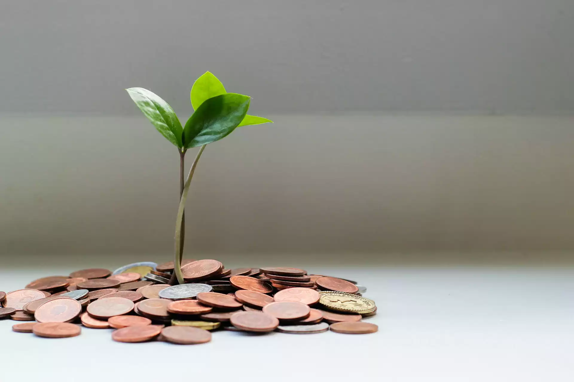 A green sprout growing from a pile of coins