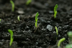 Small green seedlings sprout out of the dirt