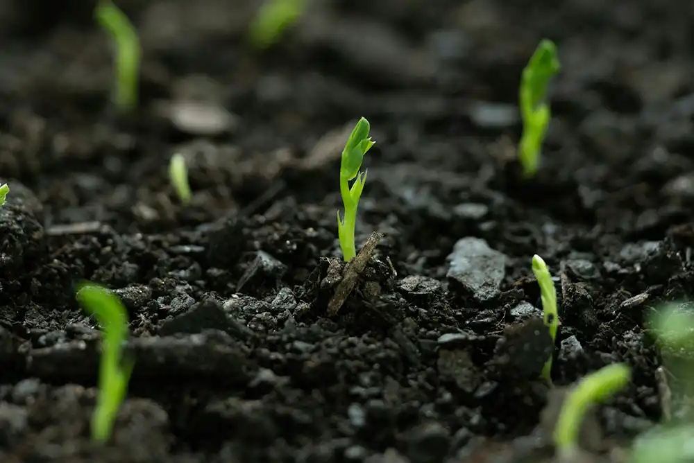 Small green seedlings sprout out of the dirt