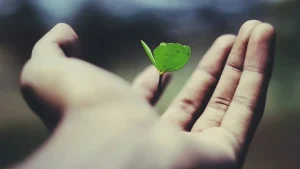 A plant flowering in a man’s hand.