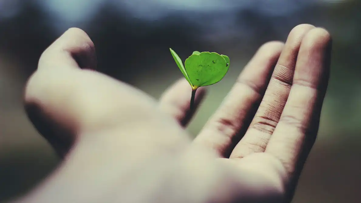 A plant flowering in a man’s hand.